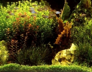 ModernNature Texture