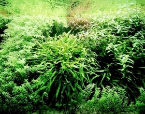 ModernNature Texture