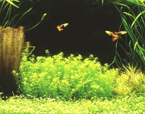 ModernNature Texture