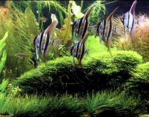 ModernNature Texture