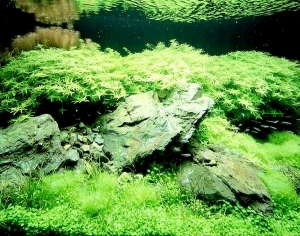 ModernNature Texture