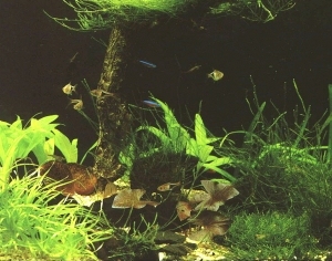 ModernNature Texture