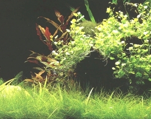 ModernNature Texture