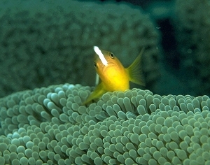 ModernNature Texture