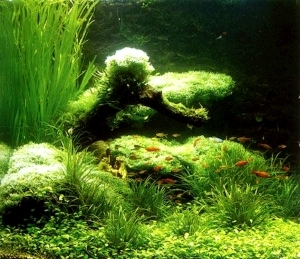 ModernNature Texture