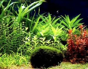 ModernNature Texture