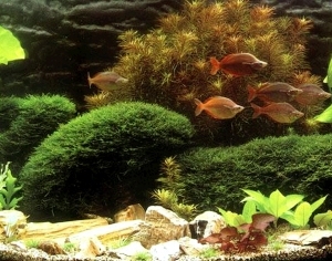ModernNature Texture