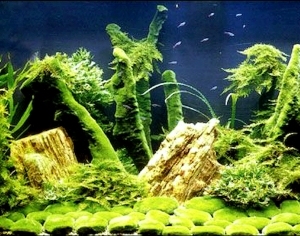 ModernNature Texture