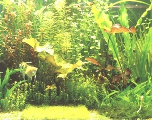 ModernNature Texture