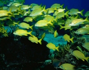 ModernNature Texture