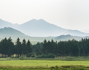 New Chinese StyleChinese Style Painting