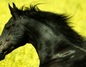 European StyleFigure Painting