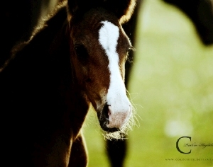 European StyleFigure Painting