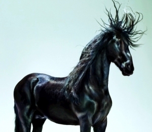 ModernAnimal Painting