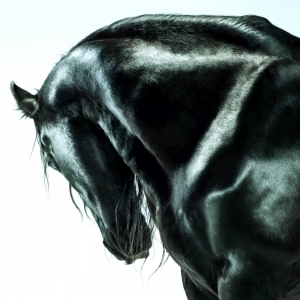 ModernAnimal Painting