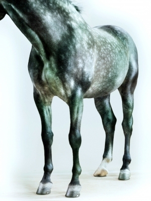 ModernAnimal Painting