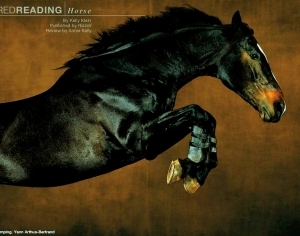 ModernAnimal Painting