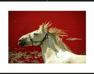 ModernAnimal Painting