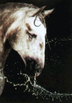 ModernAnimal Painting