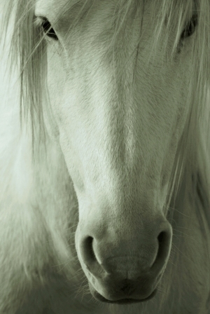 ModernAnimal Painting