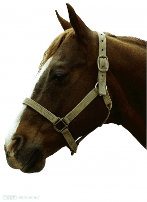 ModernAnimal Painting