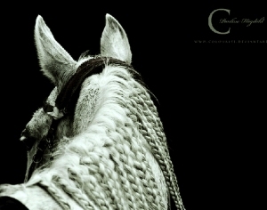 ModernAnimal Painting