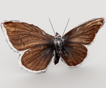 Modern Other Animals-ID:154393911