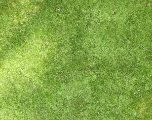 ModernGrass