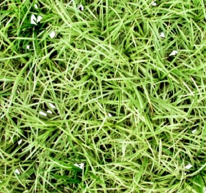 ModernGrass