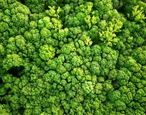 草皮地面-ID:441428908