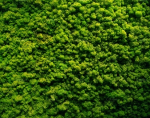 草皮地面-ID:738127957