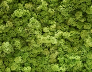 草皮地面-ID:104811236