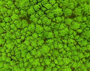 草皮地面-ID:617264033