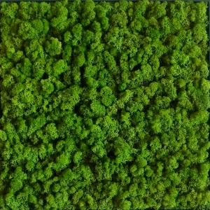 草皮地面-ID:231364979