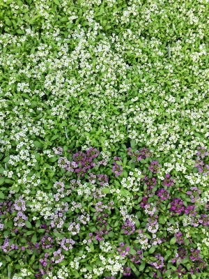 花卉花丛-ID:573344956