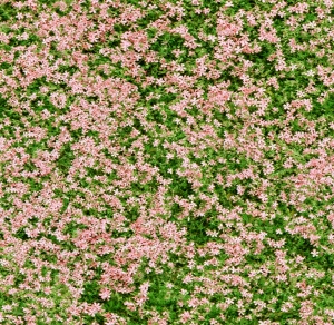 花卉花丛-ID:350435021