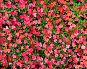 花卉花丛-ID:642600061