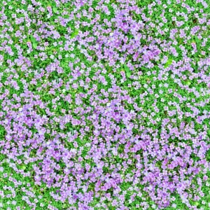 花卉花丛-ID:795665987