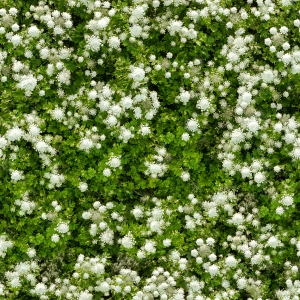 花卉花丛-ID:647668835