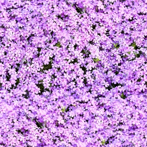 花卉花丛-ID:934576992
