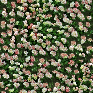 花卉花丛-ID:484314924