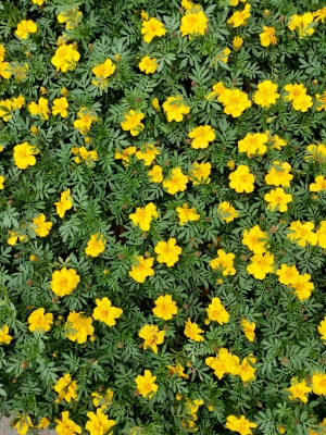 花卉花丛-ID:634119528