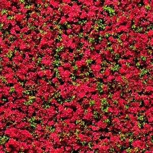 花卉花丛-ID:270155913