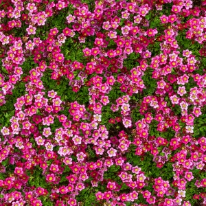 花卉花丛-ID:796498067