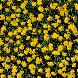 花卉花丛-ID:728051905