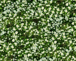 花卉花丛-ID:360955959