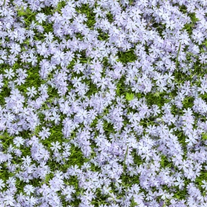 花卉花丛-ID:865595102