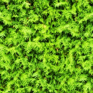 草皮地面-ID:617501973