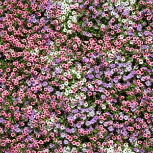 花卉花丛-ID:499538909