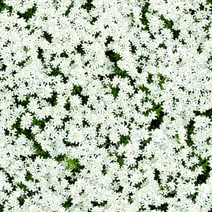 花卉花丛-ID:190229894